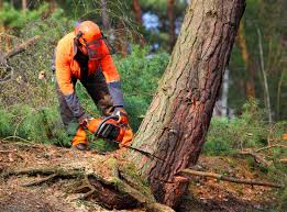 Best Stump Grinding and Removal  in Belgium, WI