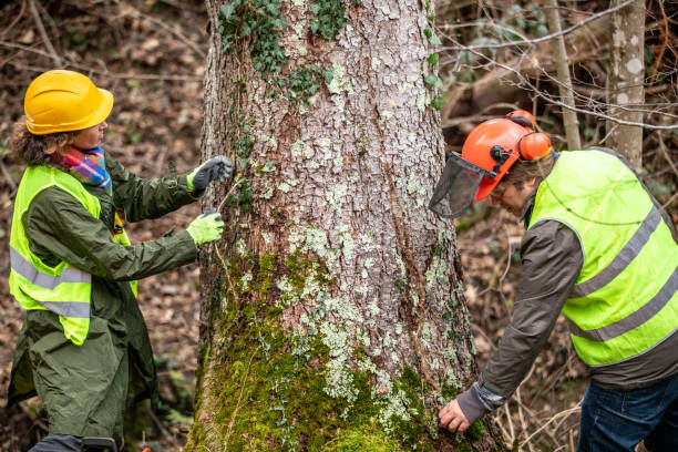 How Our Tree Care Process Works  in  Belgium, WI